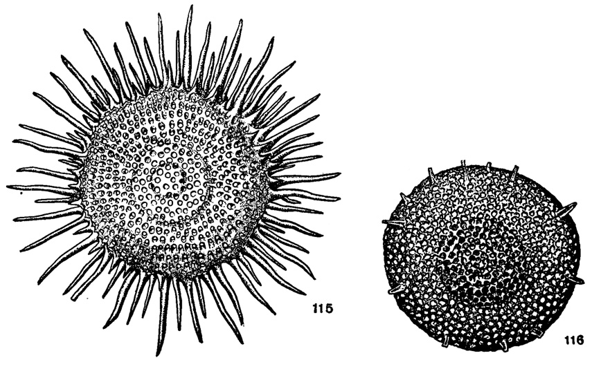 Рис. 115-116. Сем. Phacodiscidae. 115. Astrophacus Solaris Haeckel; X 170, современный, Индийский океан (Haeckel, 1887). 116. Asitrophacus annularius Lipman; X 200, в. эоцен, Туркестанский ярус, Кызыл-Кумы (Липман, 1950)