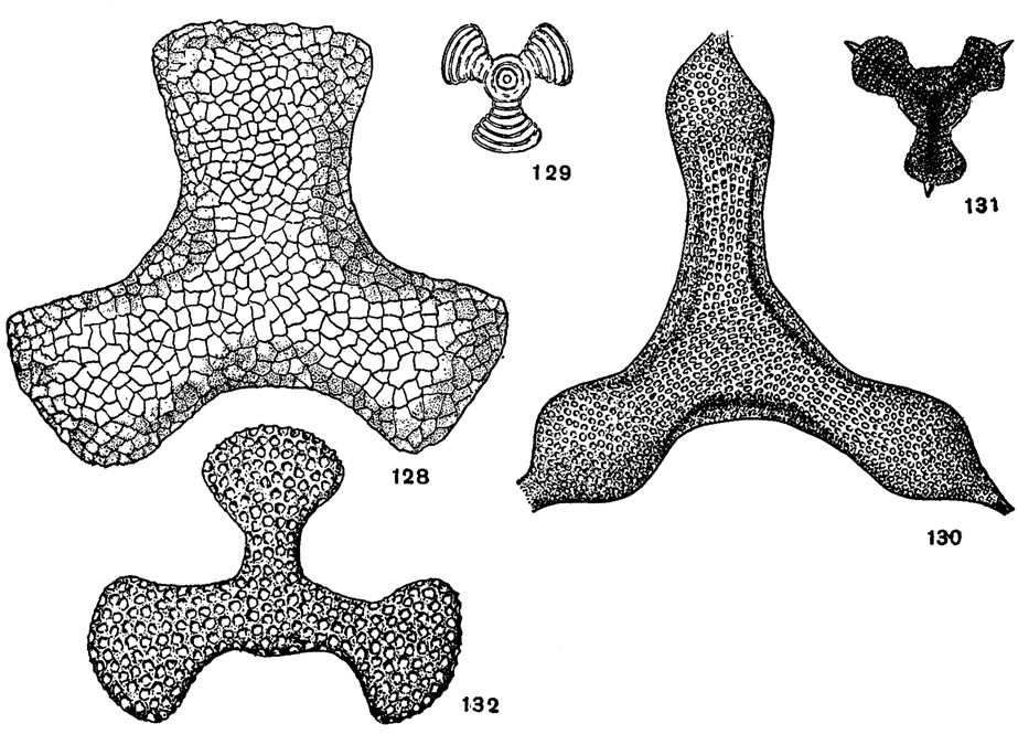 Рис. 128-132. Сем. Porodiscidae. 128. Dictyaslrum engulalum Ehrenberg; X 300, современный, Филиппинское море (Ehrenberg, 1872). 129. Dictyastrum hexagonum Haeckel; X 60, современный, Атлантический океан (Haeckel, 1887). 130. Rhopalastrum attenuatum Lipman; X 130, сантон, Пензенская обл., Кузнецк (Липман, 1952). 131. Rhopalastrum trispinosum Haeckel; X 100, современный, Атлантический океан (Haeckel, 1887). 132. Rhopalastrum sp.; X 180, в. юра. Приморский край (Липман, 1953)