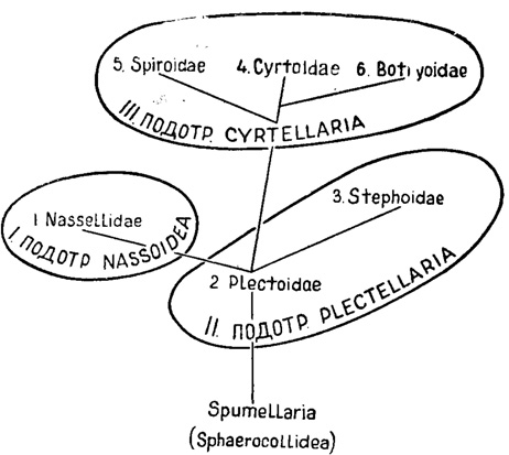 Схема филогенетических отношений в отряде Nassellaria