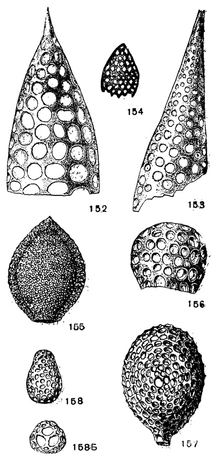 Рис. 152-158. Сем. Cyrtoidae, подсем. Cyrtocalpinae. 152. Cornutella mitra Ehrenberg; x 300, миоцен, о. Барбадос (Ehrenberg, 1875). 153. Cornutella clathrata Ehrenberg; X 300, миоцен, о. Барбадос (Ehrenberg, 1875). 154. Cornutanna ovalus Khudyaev; X 120, неоком, Сысольский р-н, с. Визинга (Худяев, 1331). 155. Archicorys ovata Haeckel; x 180, современный, Тихий океан (Haeckel, 1887). 156. Cyrtocalpis perforatus Lipman: х 250, в. эоцен, Туркмения (колл. P. X. Липман). 157. Cyrtocalpis gromia Haeckel; X 200, современный, Тихий океан (Haeckel, 1887). 158. Archlcapsa triformis Haeckel; Б - вид снизу; x 200, современный. Тихий океан (Haeckel, 1887)