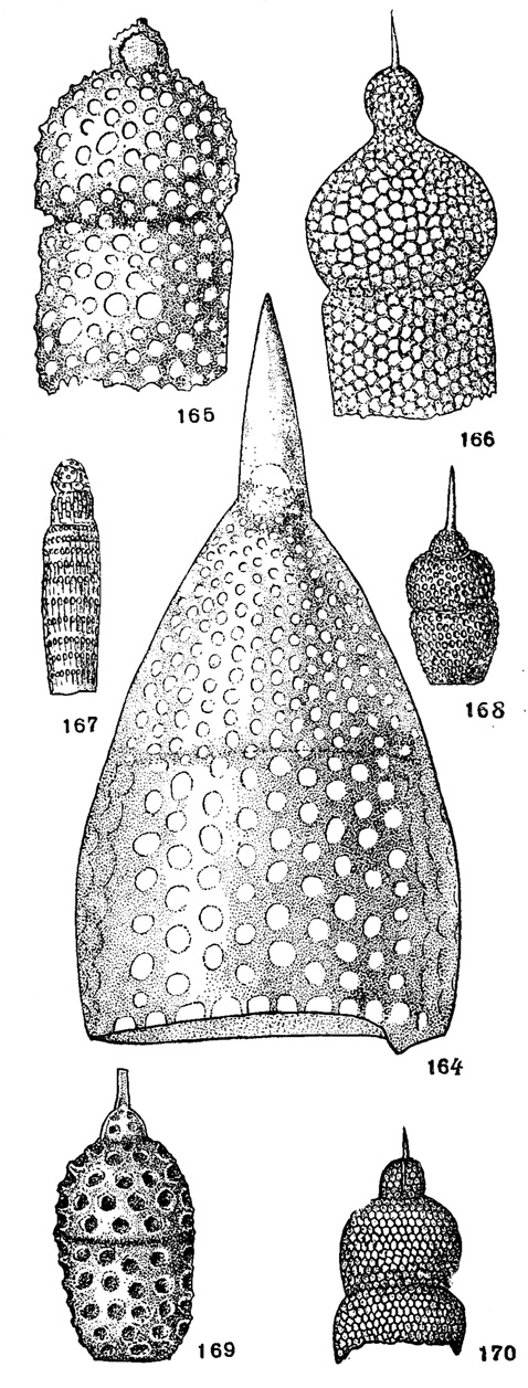 Рис. 164-170. Сем. Cyrtoidae, подсем. Theocyrtinae. 164. Theoconus amplus (Ehrenberg); X 300, миоцен, о. Барбадос (Ehrenberg, 1875). 165. Theocyrtis aspera (Ehrenberg); X 300, миоцен, о. Барбадос (Ehrenberg, 1875). 166. Theocyrtis trachelius (Ehrenberg); X 300, современный, Филиппинское море (Ehrenberg, 1872). 167. Tricolocampe cylindrica Haeckel; x 180, современный. Тихий океан (Haeckel, 1887). 168. Theocorys veneris Haeckel; X 110, современный, Атлантический океан (Haeckel, 1887). 169. Theocorys cellulosa Lipman; X 200, в. эоцен, туркестанский ярус, Кызыл-Кумы (Липман, 1950). 170. Theocorys turgidula (Ehrenberg); X 300, современный, Филиппинское море (Ehrenberg, 1872)