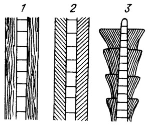 Рис. II. 3. Схематическое изображение строения слоистых влагалищ: 1 - параллельно-слоистое; 2 - косослоистое; 3 - воронкообразное, сильно увеличено (по А. А. Еленкину /1936/)