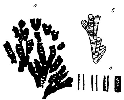 Рис. II. 5. Схематическое изображение Epiphyton durum Korde. a - толстый известковый чехол со светлыми линзами, образовавшимися, по-видимому, на необызвествленных участках ветвей; б - отложение извести в виде горизонтальных полосок на ветвях; в - степень диагенеза СаСО3 внутри известкового чехла
