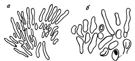 Рис. II. 7. Схематическое изображение Hedstroemia halimedoidea Rotphl. а - нити, образующие куст; б - разобщенные нити