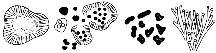 Рис. II. 10. Морфологический ряд известковых водорослей Renalcis - Gemma - Korilophyton - Epiphyton