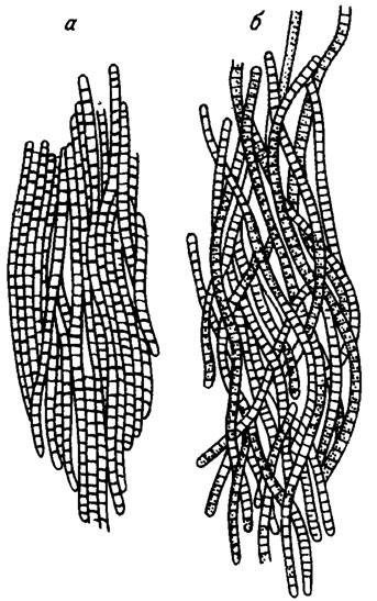 Рис. II. 14. Пучок почти параллельно склеенных нитей Oscillatoria erythrea (Ehrenb.) Geitl. (а) и тесно переплетенные нити Oscillatoria hildebrandtii (Gomonl) Oeitl. (б) /Косинская, 1948/
