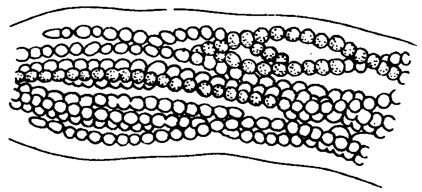 Рис. II. 15. Нить Microcoleus chtonoplastes Thuret. с перешнурованными трихомами внутри влагалища /Косинская, 1948/