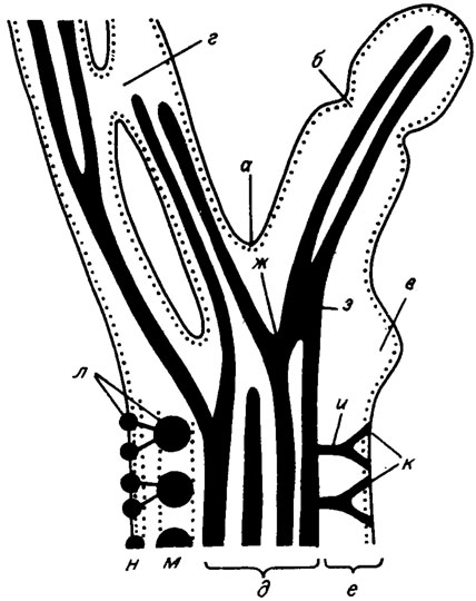 Рис. III. 3. Строение водорослей порядка Siphonales. а - ветвление слоевища; б - сегментация; в - пролификация; г - анастомоз слоевища; д - осевая (медуллярная) зона; е - периферическая зона; ж - ветвление сифонов; з - анастомоз сифонов; и, к - ветви первого и второго порядков; л - утрикул; м - коровый слой; н - вторичная кора (мантия)