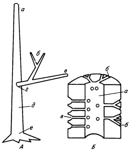 Рис. III. 4. Строение водорослей порядка Dasycladales. А - строение слоевища: а - апикальная часть слоевища, б - ветви 1-3 порядков, в - дистальная часть ветви, г - проксимальная часть ветви, д - центральная ось, е - базальная часть слоевища; Б - строение таллита: а - центральная трубка, б - периферические ответвления, в - коровый слой утрикул