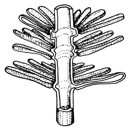 Рис. III. 6. Реконструкция ацетабуляриевой водоросли Masloviporella Kulik (по М. Р. Perret, D. Vachard /1977/)