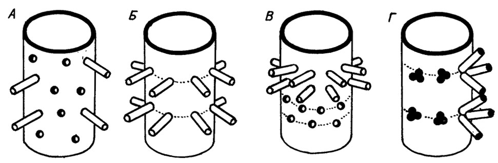 Рис. III. 9. Типы ветвления сифоновых водорослей. А - беспорядочное (аспондильное); Б - мутовчатое (эуспондильное); В - поясково-мутовчатое; Г - сложномутовчатое (метаспондильное)