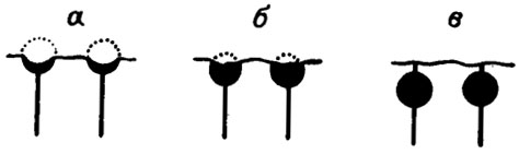 Рис. III. 10. Разная степень обызвествления и сохранности боковых ответвлений у водорослей Litanaia mira Maslov. а - обычная форма (точками показан внешний предполагаемый контур утрикула); б - форма обызвествления, встречающаяся относительно редко; в - встречается исключительно редко