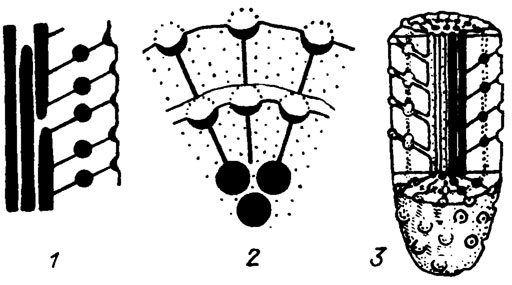 Рис. III. 11. Строение водорослей рода Circellet duplicata Schirschova (in press). 1 - строение таллита в продольном сечении (деталь); 2 - поперечное сечение; 3 - реконструкция одного членика таллита; нижний - средний девон, Урал