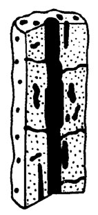 Рис. III. 16. Bacilloporella uralica Masl. (nom. seminud.). Схема строения таллита; нижний девон, Урал
