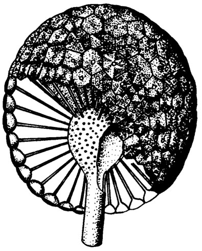 Рис. III. 22. Cyclocrinus porosus Stolley. Реконструкция слоевища; ордовик, Зап.-Германская низменность /Pia, 1927/