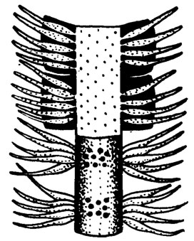 Рис. III. 30. Teutloporella hirsuta Pia; реконструкция слоевища; ув. около 10; триас /Pia, 1937/