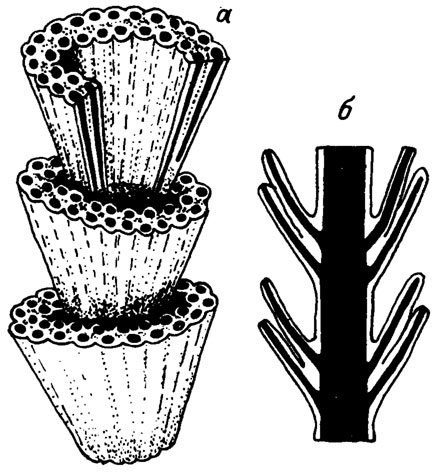 Рис. III. 35. Gissarella elegantula Saltovsk. Реконструкция таллита (а) и продольный схематический разрез через два пояска мутовок (б) (рис. В. П. Шуйского); средний карбон, Гиссарский хребет; ув. около 30