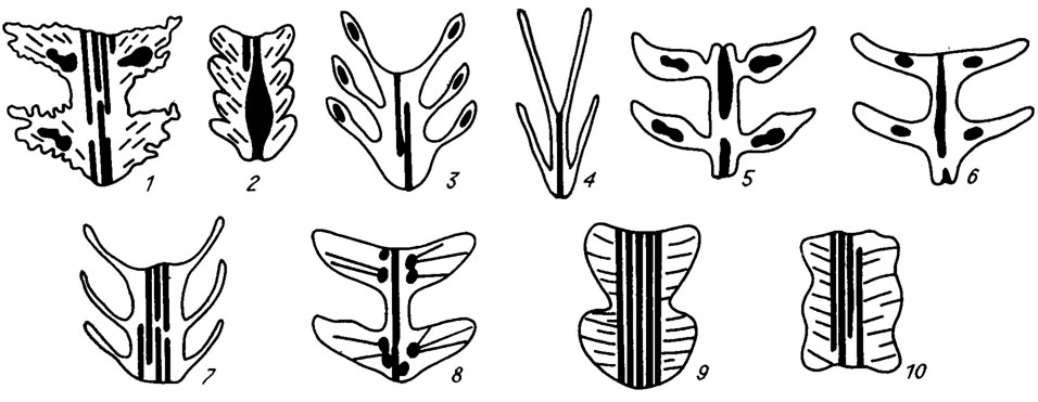 Рис. III. 38. Силуэтные изображения основных представителей семейства Lanciculaceae. 1 - Lancicula; 2 - Quasilancicula; 3 - Hasticula; 4 - Lanciculella; 5 - Lepidolancicula; 6 - Planclancicula; 7 - Lanciculina; 8 - Cauculicula; 9 - Voycarella; 10 - Semilancicula