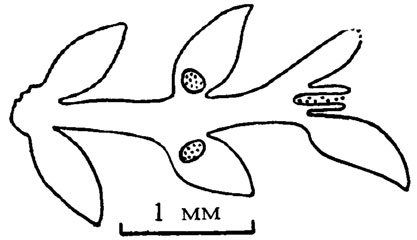 Рис. III. 39. Lepidolancicula kakvensis Shuysky sp. nov.; продольное близосевое сечение таллита, голотип /Шуйский, 1973в/