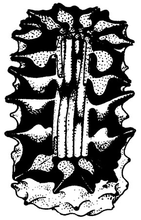 Рис. III. 45. Botryella spinosa Shuysky et Schirschova, gen. et sp. nov. Реконструкция таллита, ув. около 24