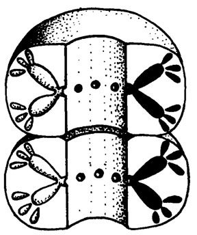 Рис. III. 47. Ivdelipora gloriosa Shuysky et Schirschova, gen. et sp. nov.; реконструкция таллита, ув. около 50