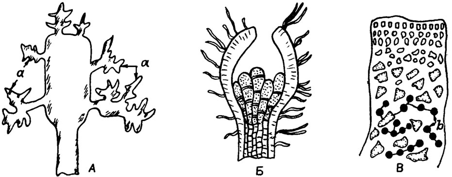 Рис. IV. 2. Тетраспорангии некоторых красных водорослей (по К. Л. Виноградовой /Жизнь растений, 1977/). А - расположение тетраспорангиев (а) на выростах вокруг цилиндрического слоевища у Geiidium; Б - концептакулы с тетраспорангиями у Corallina; В - сгруппированные в цепочки интеркалярные тетраспорангии (в) у Iridiae