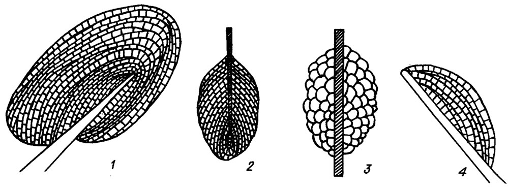 Рис. IV. 3. Схема строения слоевищ некоторых водорослей, образующих коркообразные наросты. 1 - Chuvashovia; 2 - Fourstonella; 3 - Parastacheia; 4 - Eflugelia (по B. Mamet, A. Roux /1977/; D. Vachard, C. Montenat /1981/)
