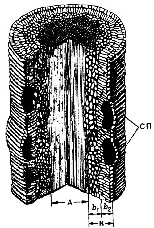 Рис. IV. 5. Схема строения слоевища водоросли Lysvaella partita Tchuvashоv /Чувашов, 1971/. A - срединный гипоталлий; В - периталлий, сложенный разными по форме клетками во внутренней (в1) и периферийной (в2) зонах; СП - концептакулы