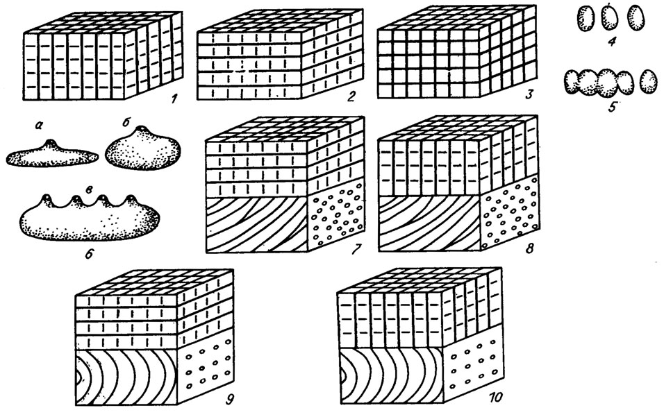 Рис. IV. 11. Схема строениям 1-3 - периталлия некоторых красных водорослей (по A. F. Poignant /1979 а, b/) при расположении клеток в нитях (1), рядах (2), рядах и сериях (3); 4-6 - репродуктивных органов кораллиновых водорослей; 4 - изолированные спорангии; 5 - изолированные спорангии и сорус; 6 - концептакул (а - моноперфорированный сильно уплощенный; б - моноперфорированный, в - полиперфорированный); 7-10) - слоевищ некоторых кораллиновых водорослей (7 - Archaelithothamnium; 8 - Lithothamnium; 9 - Mesophyllum; 10 - Lithophyllum)