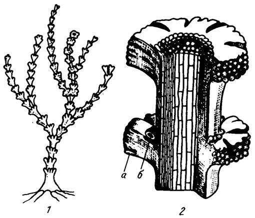 Рис. IV. 13. Реконструкция водоросли Paralancicula fibrosa Shuysky (1973). 1 - внешний облик слоевища, 2 - увеличенный фрагмент слоевища в разрезе, видны нити крупных клеток срединного гипоталлия и более мелкие клетки периталлия: а - грибовидные кольцевые расширения, б - более слабо развитые кольцевые расширения второго яруса. Реконструкция В. П. Шуйского