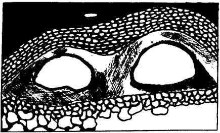 Рис. IV. 15. Две концептакуловые камеры Archaelithophyllum, окруженные мелкими клетками периталлия, внизу виден переход к крупным клеткам зоны гипоталлия, ув. 50 (по J. Johnson /1960/)