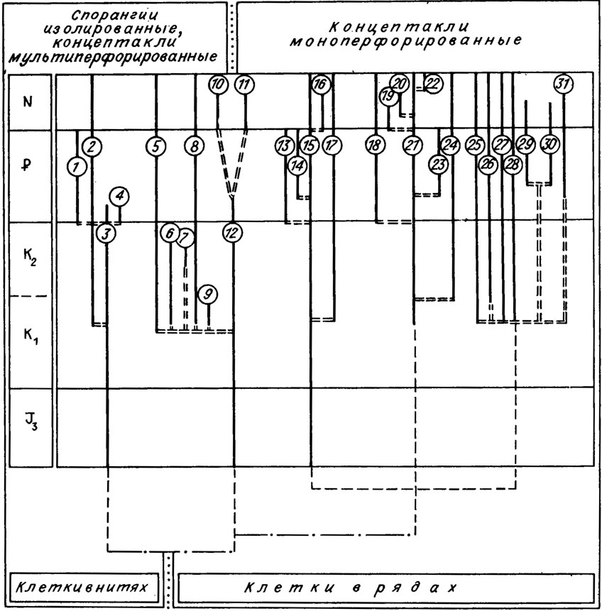 Рис. IV. 17. Филогенетические взаимоотношения и развитие мезозойских и кайнозойских кораллиновых красных водорослей, принципы их классификации (по A.F. Poignant /1979 а, b/). Цифрами в кружках обозначены: 1 - Paleophyllum; 2 - bithophyllum; 3 - Solenopora (Neosolenopora); 4 - Mesolithon; 5 - Archaelithothamnium; 6 - Paleothamnium; 7 - Hemiphyllum; 8 - Mesophyllum; 9 - Kymalithon; 10 - Pseudoaethesolithon; 11 - Aethesolithon; 12 - Parachaetetes; 13 - Distihoplax; 14 - Litholepis; 15 - bithoporella; 16 - Tenaria; 17 - Melobesia; 18 - Neogoniolithon; 19 - Paraporolithon; 20 - Porolithon; 21 - Litholepis; 22 - Paleolithophyllum; 23 - Leptolithophyllum; 24 - Dermalithon; 25 - Corallina; 26 - Arthrocardia; 27 - Jania; 28 - Amphiroa; 29 - Subterraniphyllum; 30 - Metagonolithon; 31 - Calliarthon