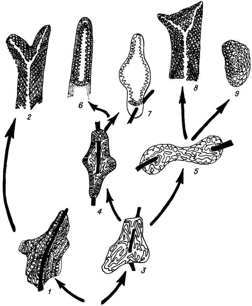 Рис. IV. 21. Филогенетические связи между родами семейства Stacheinaсеае (по М. Е. Perret, D. Vacharcl /1977/). Цифрами обозначены роды: 1 - Stacheoides; 2 - Ungdarella; 3 - Sinustacheoides; 4 - Epistacheoides; 5 - Dromastacheoides; 6 - Pseudokomia; 7 - Roguesselsia; 8 - Komia; 9 - Amorphia