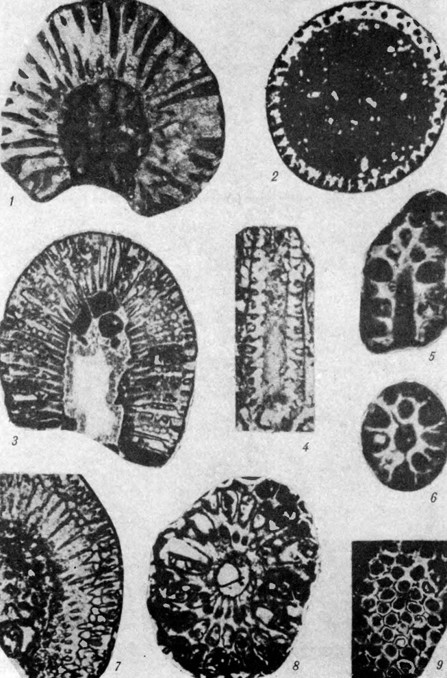  XII. . 1. Coelosphaeridium cyclocrinophilum Roemer -  ,   ,    , . 4; -  ,  . ;  ,  (. . . ). . 2. Epimastopora cekici Radoicic -  , . 85 / Bassoullet et al., 1978, tab. 10, fig. 6/. . 3. Salpingoporella adriatica (Gucic) -  , . 14 / Bassoullet et al., 1978, tab. 27, fig. 2/. . 4. Neomeris occidentalis (Johnson) -  , . 26 / Bassoullet et al., 1978, tab. 39, fig. 6/. . 5, 6. Cylindroporella sugdeni Elliott - :    (5)   (6), . 28 / Bassoullet et al., 1978, tab. 8, fig. 2, 3/. . 7. Cymopolia longistila Nickler et Sokac -     , . 20 / Bassoullet et al., 1978, tab. 8, fig. 9/. . 8. Triploporella fraasi Steinmann -  , . 20/ Bassoullet et al., 1978, tab. 35, fig. 9/. . 9. Macroporella praturloni Dragastan -  , . 30 / Bassoullet et al., 1978, tab. 39, fig. 4/