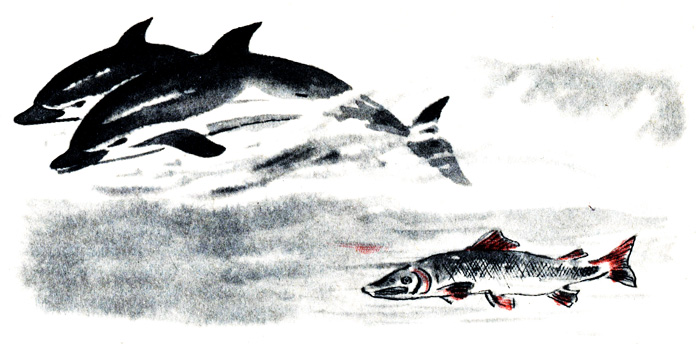 Дельфины и лосось