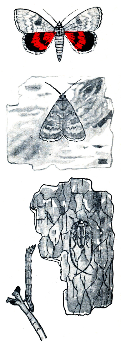 Вверху - покровительственная окраска у озимой совки; внизу справа - окраска жука короеда; внизу слева - охранительная форма у гусеницы пяденицы