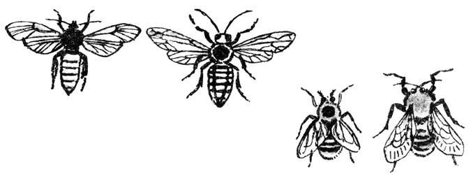 Мимикрия: слева - бабочка ивовая стеклянница, подражающая шершню, справа - цветочная муха, подражающая шмелю