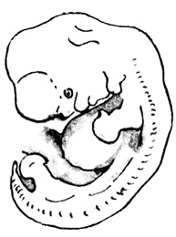 Человеческий зародыш