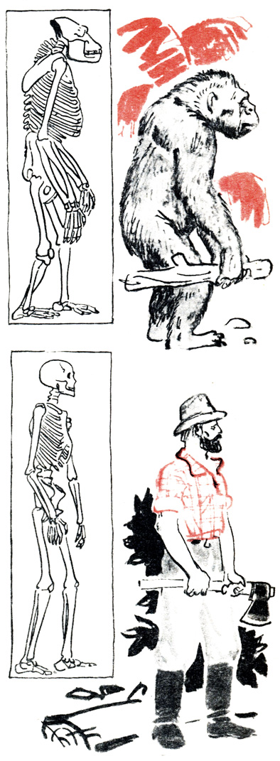 Скелеты обезьяны и человека