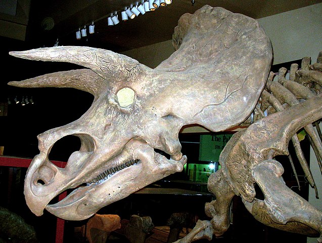 Скелет трицератопса в Смитсоновском музее естественной истории: https://ru.wikipedia.org/wiki/Палеонтология#/media/Файл:Triceratops_side_view.jpg