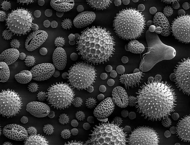 Пыльца растений. Микрофотография, сделанная с помощью сканирующего электронного микроскопа: https://ru.wikipedia.org/wiki/Растровый_электронный_микроскоп#/media/Файл:Misc_pollen.jpg