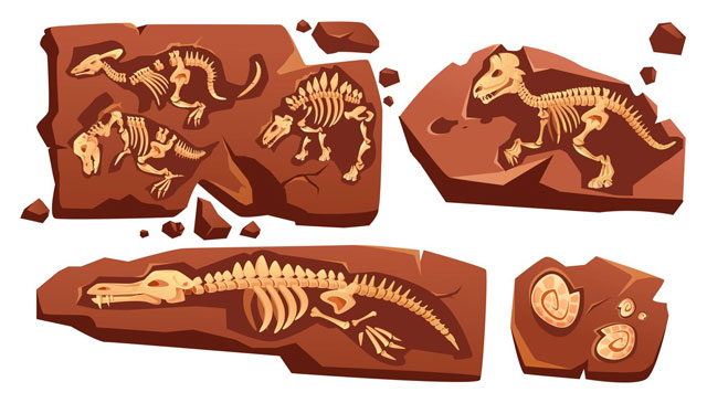 https://ru.freepik.com/free-vector/fossil-dinosaurs-skeletons-buried-snails-shells-paleontology-finds-cartoon-illustration-of-stone-sections-with-bones-of-prehistoric-reptiles-and-ammonites-isolated-on-white-background_9498892.htm#query=%D0%BF%D0%B0%D0%BB%D0%B5%D0%BE%D0%BD%D1%82%D0%BE%D0%BB%D0%BE%D0%B3%D0%B8%D1%8F&position=39&from_view=search&track=sph