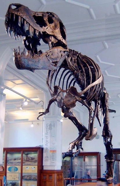 ������ ������������ '�����' - https://upload.wikimedia.org/wikipedia/commons/thumb/3/33/Stan_the_Trex_at_Manchester_Museum.jpg/500px-Stan_the_Trex_at_Manchester_Museum.jpg